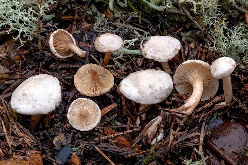 Ripartites tricholoma - © Charles Hipkin