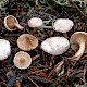 Ripartites tricholoma