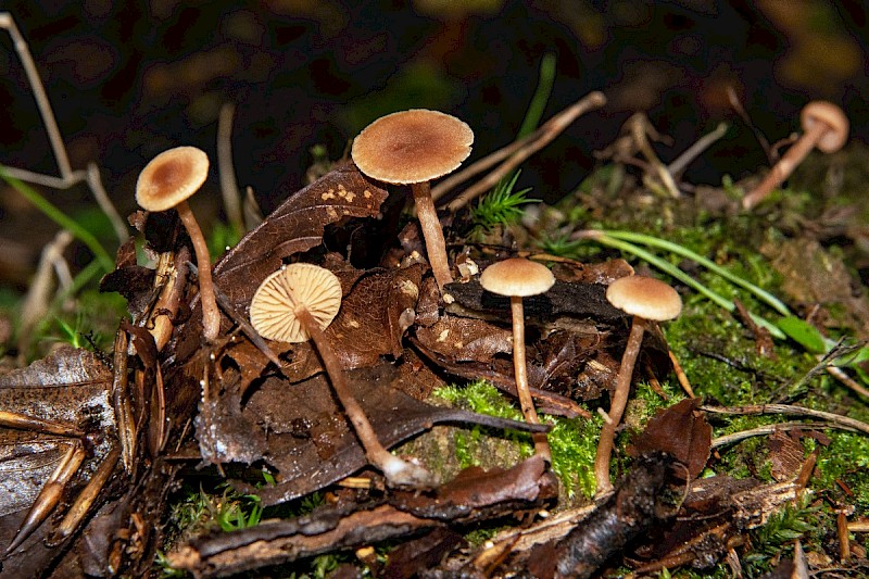 Simocybe centunculus - © Charles Hipkin