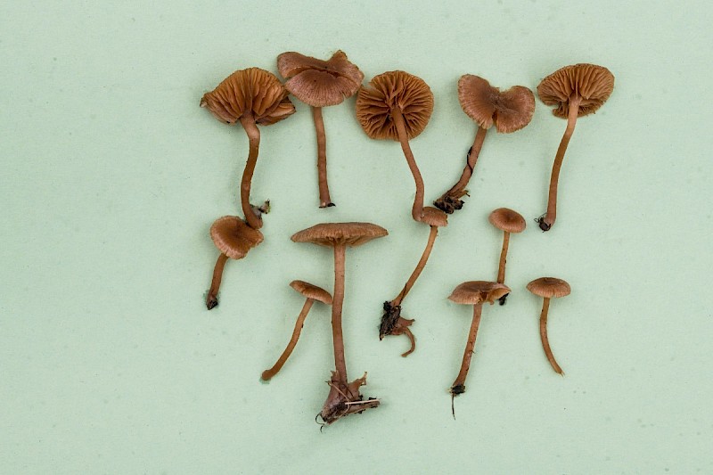 Simocybe centunculus - © Charles Hipkin