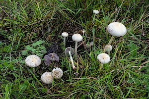 Stropharia semiglobata Dung Roundhead