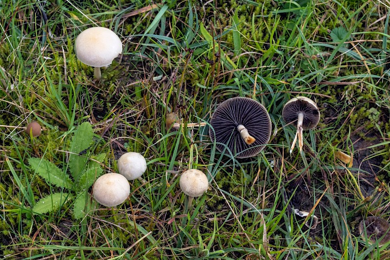 Stropharia semiglobata - © Charles Hipkin