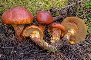 Suillus clintonianus 