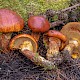 Suillus clintonianus