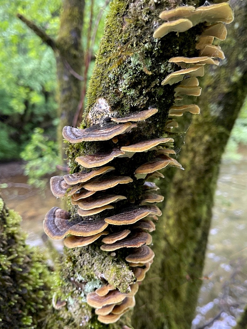 Trametes hirsuta - © Charles Hipkin