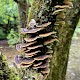 Trametes hirsuta