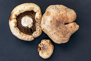 Tricholoma acerbum Bitter Knight