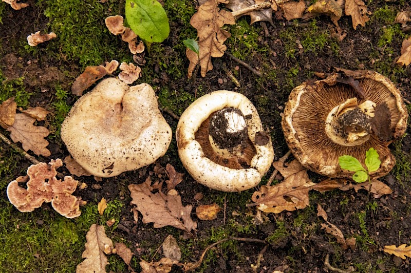 Tricholoma acerbum - © Charles Hipkin