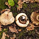 Tricholoma acerbum