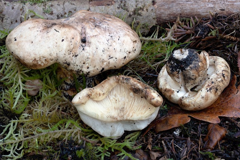 Tricholoma acerbum - © Charles Hipkin