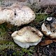 Tricholoma acerbum