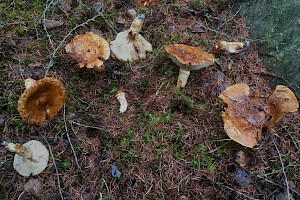 Tricholoma focale Booted Knight