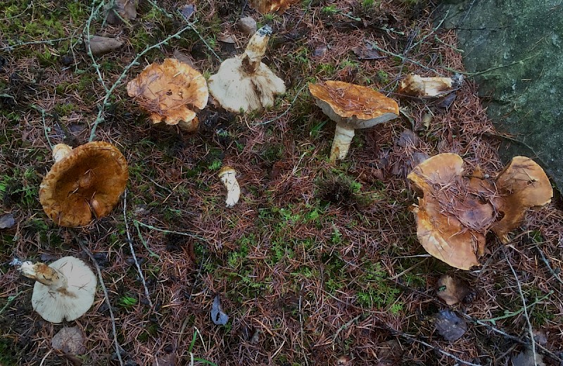 Tricholoma focale - © Charles Hipkin