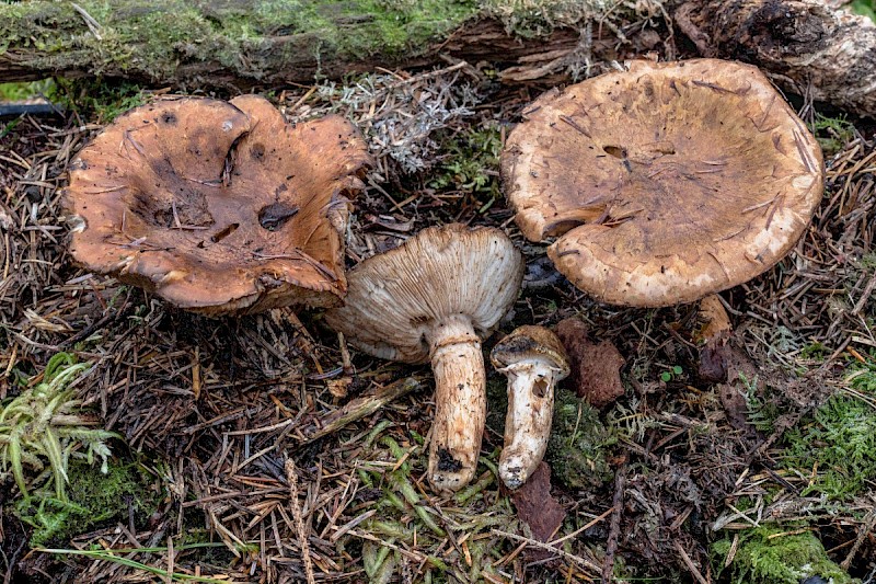 Tricholoma focale - © Charles Hipkin