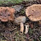 Tricholoma focale