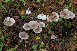 Tricholoma argyraceum 