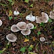 Tricholoma argyraceum