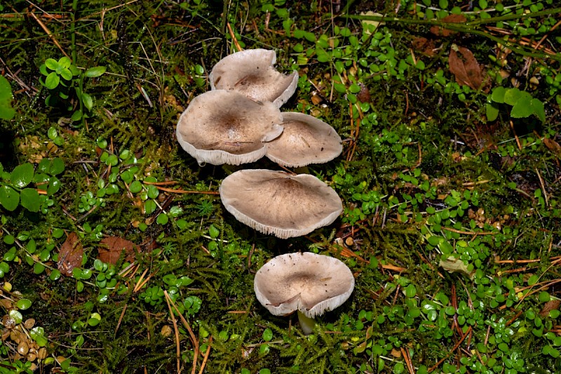 Tricholoma argyraceum - © Charles Hipkin