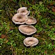 Tricholoma argyraceum