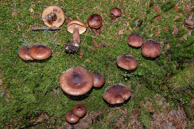 Tricholoma fulvum - © Charles Hipkin