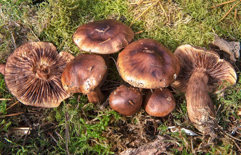 Tricholoma fulvum - © Charles Hipkin