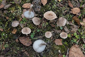 Tricholoma inocybeoides 