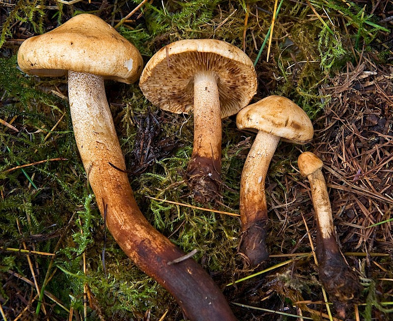 Tricholoma psammopus - © Charles Hipkin