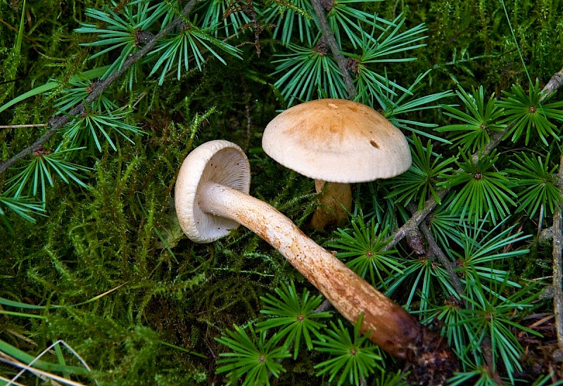 Tricholoma psammopus - © Charles Hipkin