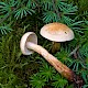 Tricholoma psammopus