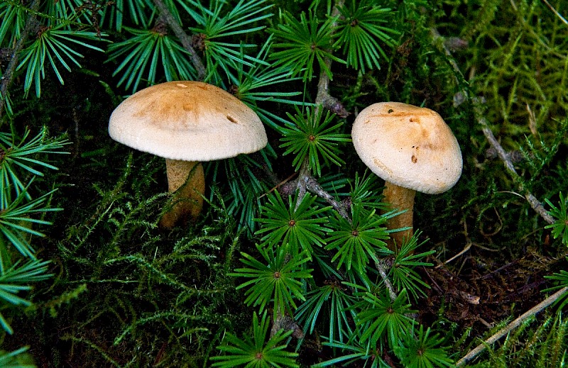 Tricholoma psammopus - © Charles Hipkin