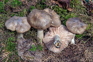 Tricholoma saponaceum 