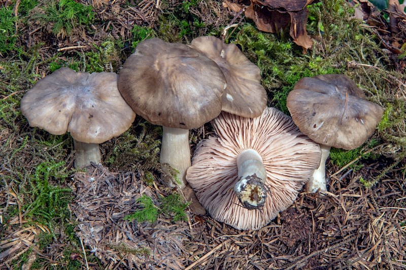 Tricholoma saponaceum - © Charles Hipkin