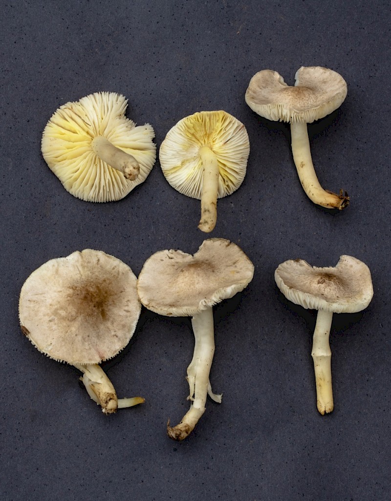 Tricholoma scalpturatum - © Charles Hipkin