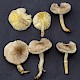 Tricholoma scalpturatum