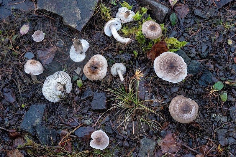 Tricholoma scalpturatum - © Charles Hipkin