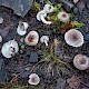 Tricholoma scalpturatum