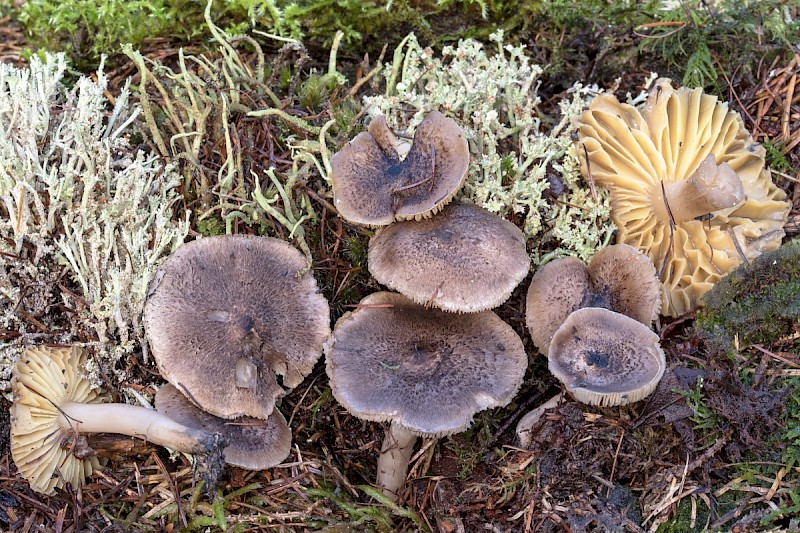 Tricholoma scalpturatum - © Charles Hipkin