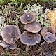 Tricholoma scalpturatum