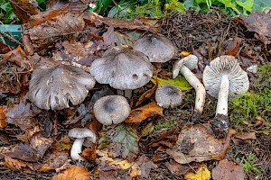 Tricholoma sciodes Beech Knight