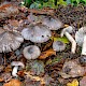 Tricholoma sciodes