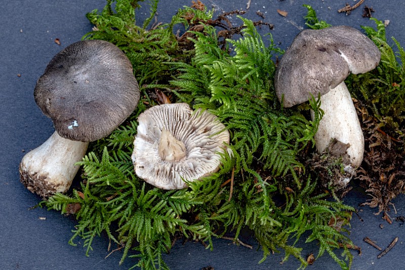 Tricholoma sciodes - © Charles Hipkin