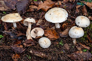 Tricholoma stiparophyllum Chemical Knight