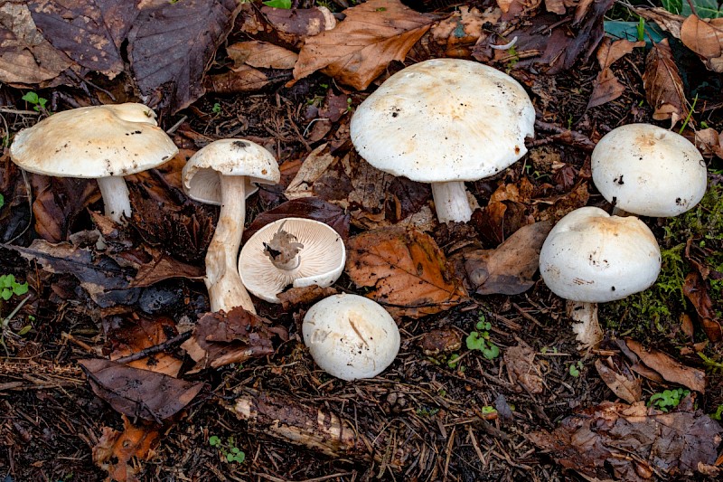 Tricholoma stiparophyllum - © Charles Hipkin