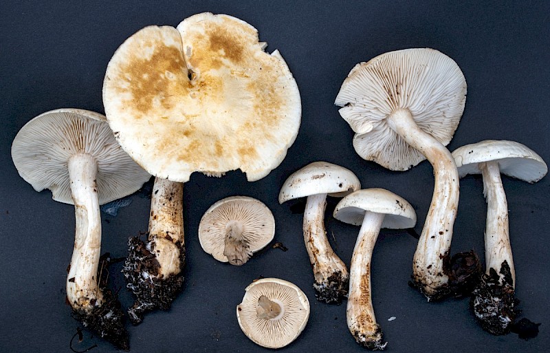 Tricholoma stiparophyllum - © Charles Hipkin