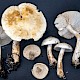 Tricholoma stiparophyllum