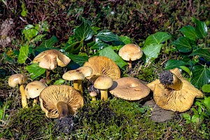 Tricholoma sulphureum Stinky Knight