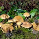 Tricholoma sulphureum