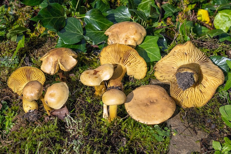 Tricholoma sulphureum - © Charles Hipkin