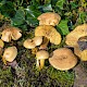 Tricholoma sulphureum