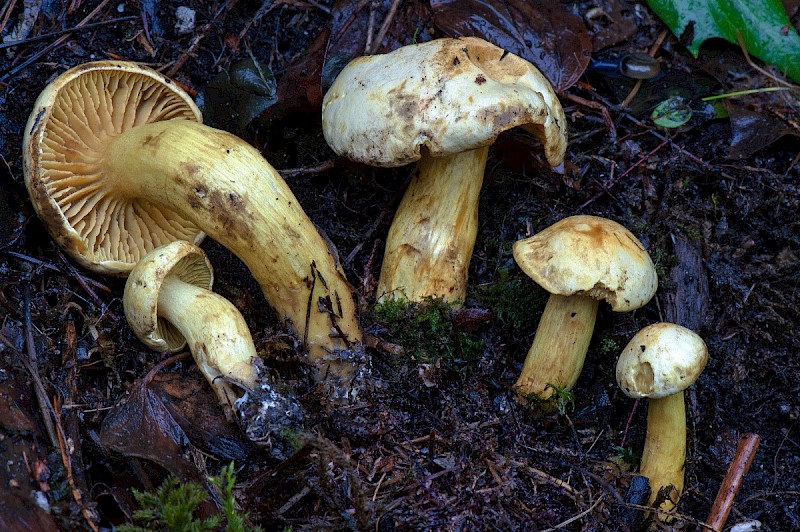 Tricholoma sulphureum - © Charles Hipkin